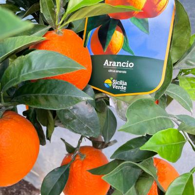 Whatsapp Image 2022 03 07 At 09.20.44 1