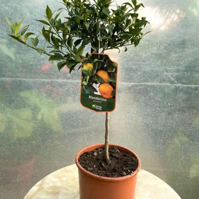 Whatsapp Image 2022 03 09 At 11.38.55 4