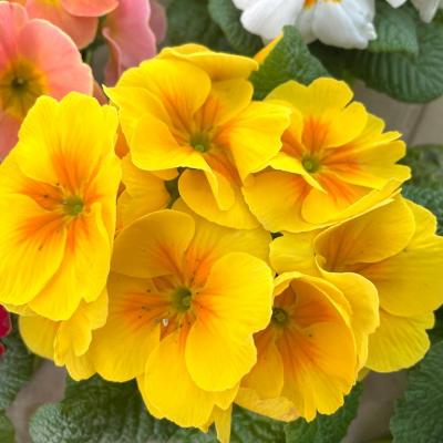 Whatsapp Image 2022 03 09 At 12.08.05 1