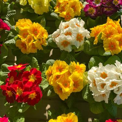 Whatsapp Image 2022 03 09 At 16.20.21 11