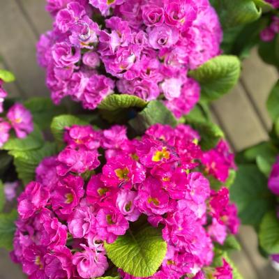 Whatsapp Image 2022 03 09 At 16.20.21 231