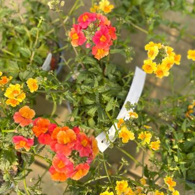 Whatsapp Image 2022 03 09 At 16.20.21 25