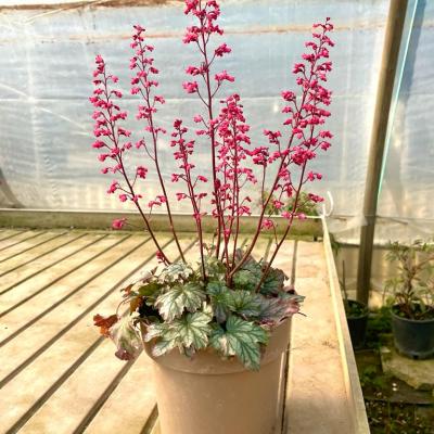 Whatsapp Image 2022 03 09 At 16.20.21 26